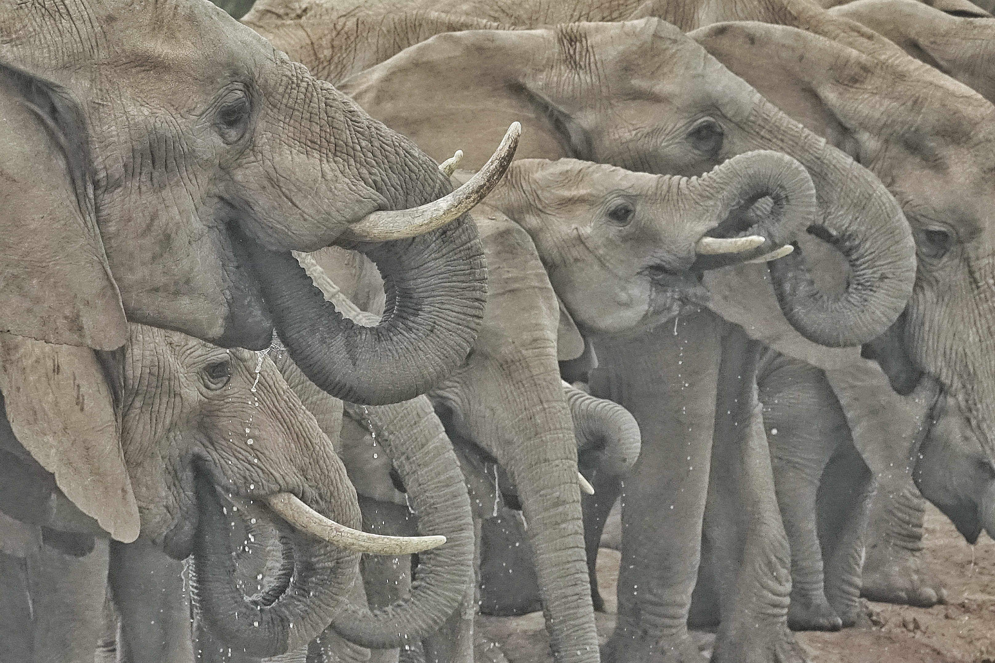 Troupeau d'éléphants